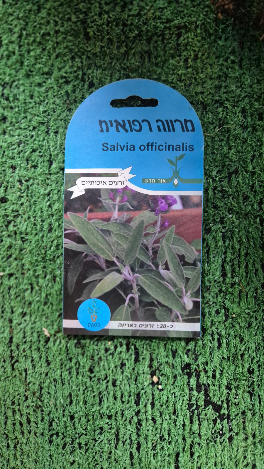זרעים - מרווה רפואית