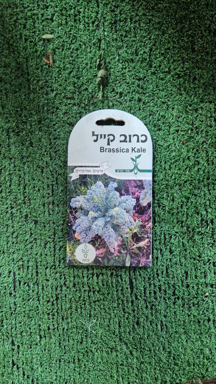 זרעים - כרוב קייל