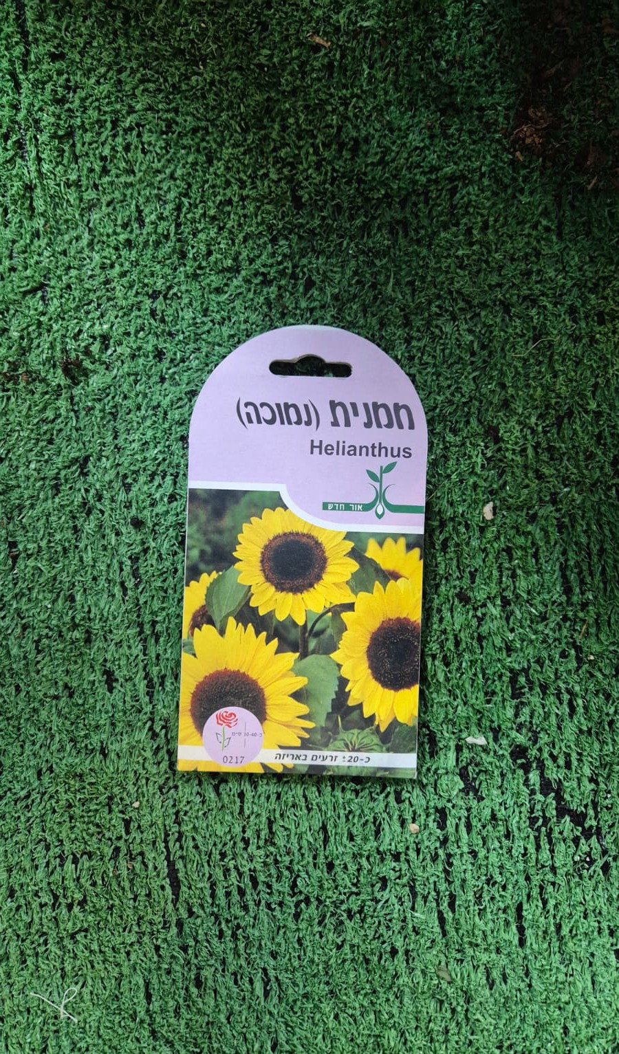 זרעים - חמנית (נמוכה)