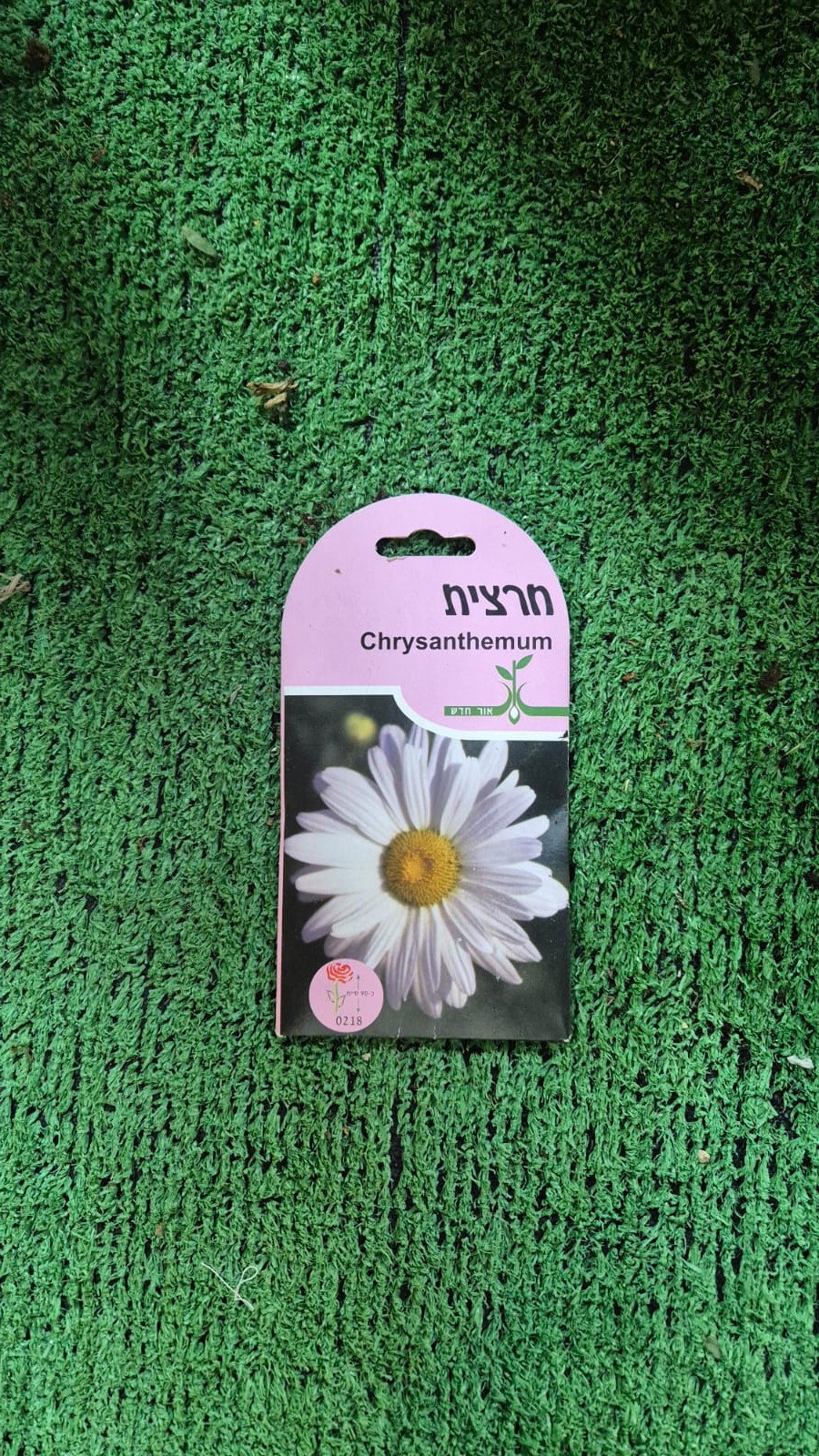 זרעים - חרצית
