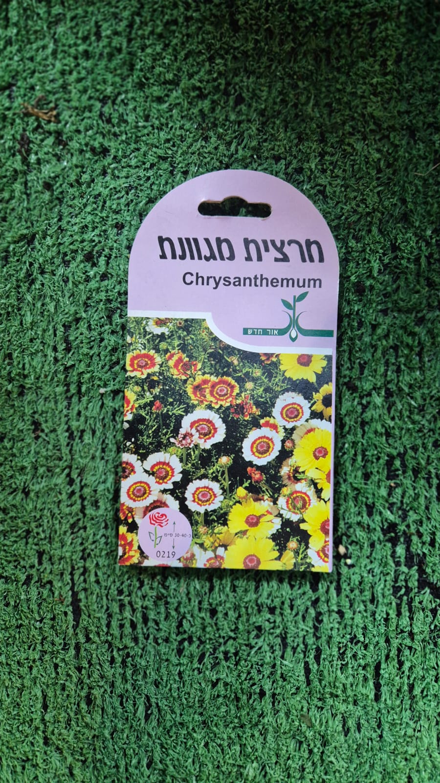 זרעים - חרצית מגוונת